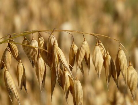 The difficult race to feed the cattle in the coming winter