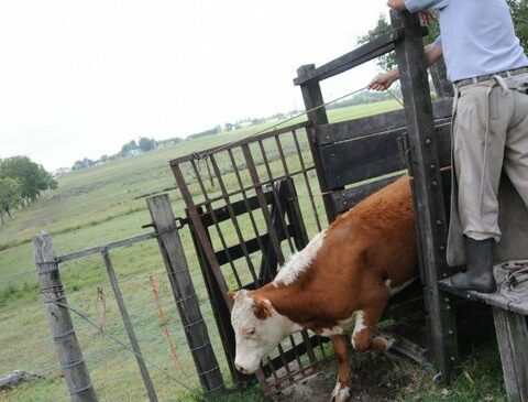 The drought does not let up and motivated a key change in the vaccination campaign against foot-and-mouth disease