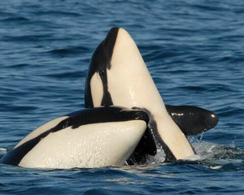 The "lifelong" sacrifice that mother orcas make for their young