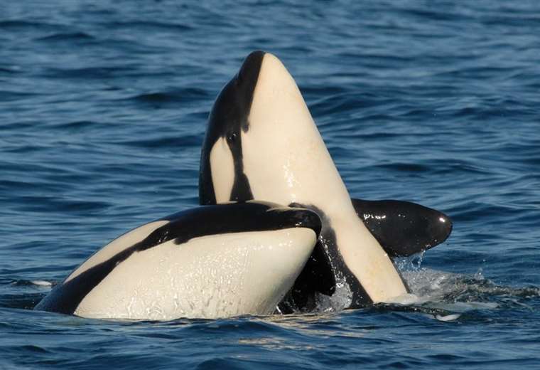 The "lifelong" sacrifice that mother orcas make for their young