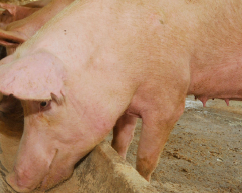 The official press decrees the "end of decline" in pork production in Las Tunas