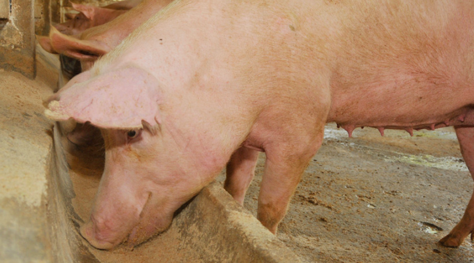 The official press decrees the "end of decline" in pork production in Las Tunas