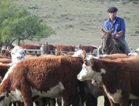 The permission for cattle to eat on the side of roads and roads is extended for 30 days