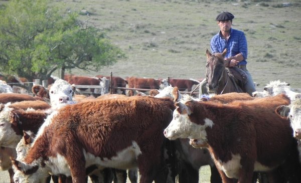 The permission for cattle to eat on the side of roads and roads is extended for 30 days