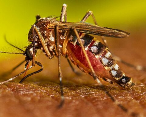 The province of Buenos Aires investigates a possible outbreak of chikungunya