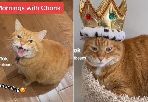 The star cat of TikTok: he became famous for the strange meows