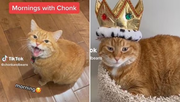 The star cat of TikTok: he became famous for the strange meows