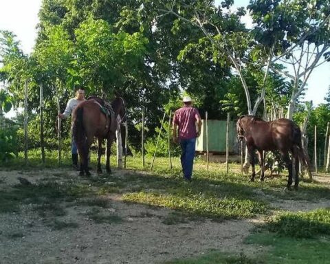 Thefts and illegal sacrifices put the horse population in Sancti Spíritus in check