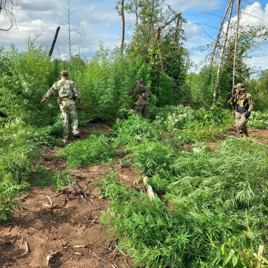 They destroy hectares of marijuana in Canindeyú