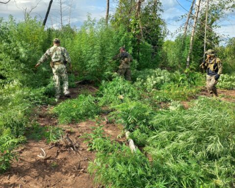 They destroy hectares of marijuana in Canindeyú