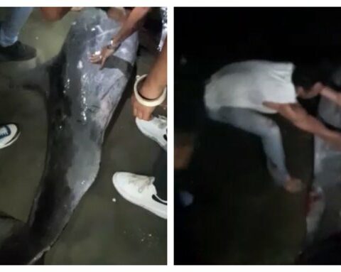 They leave a stranded dolphin to die on a Colombian beach for taking selfies