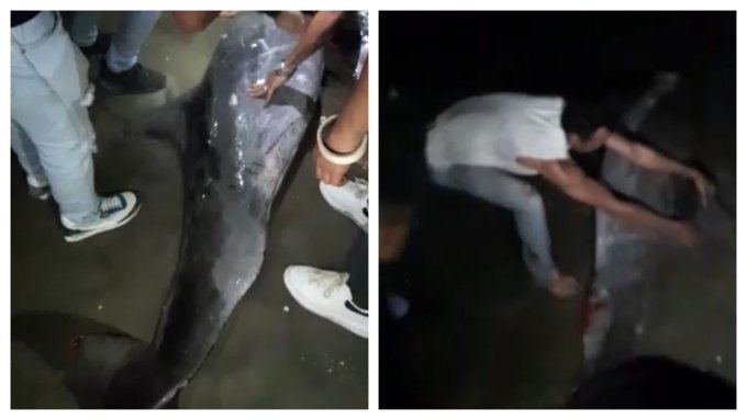 They leave a stranded dolphin to die on a Colombian beach for taking selfies