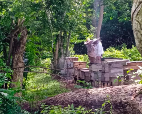 They plan to increase honey production in Las Tunas despite the drought and defaults