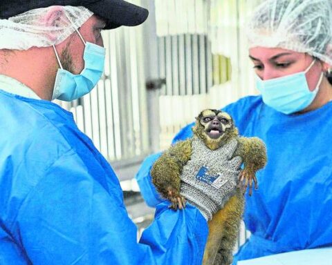 They rescue 108 monkeys that were used for biomedical studies