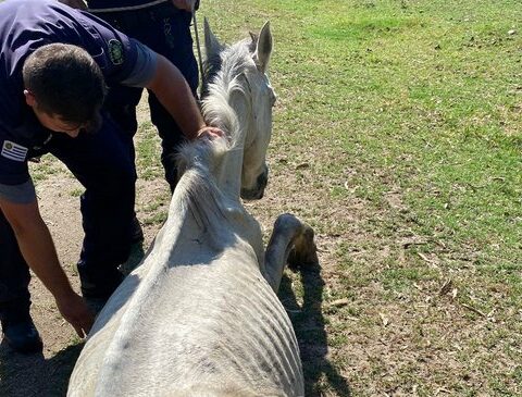 They rescued 19 horses and 16 dogs mistreated by a Maldonado NGO
