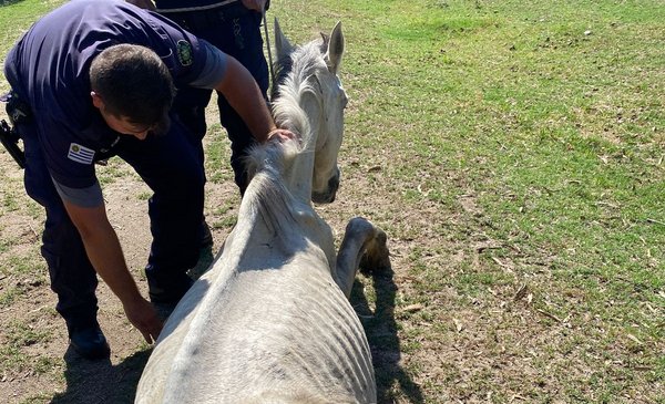 They rescued 19 horses and 16 dogs mistreated by a Maldonado NGO