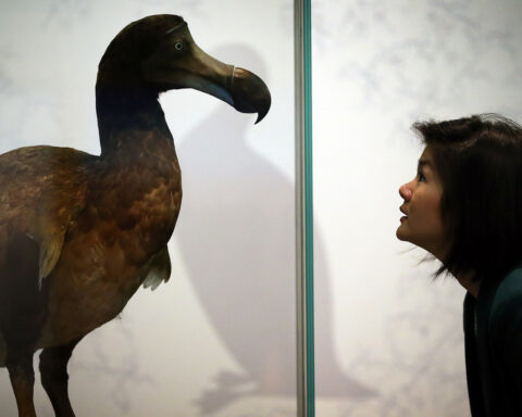 They start a project to resurrect the dodo bird, extinct by human action