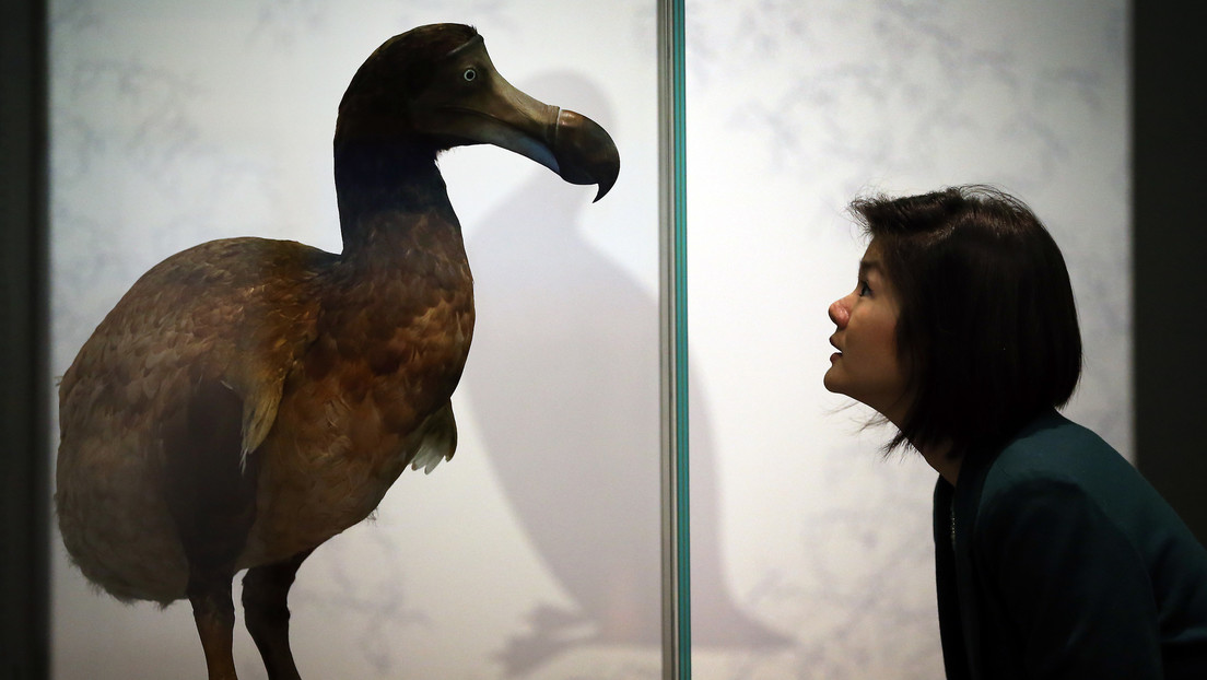 They start a project to resurrect the dodo bird, extinct by human action