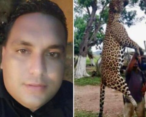 They will charge a subject who killed a jaguar "for pleasure" in Monagas