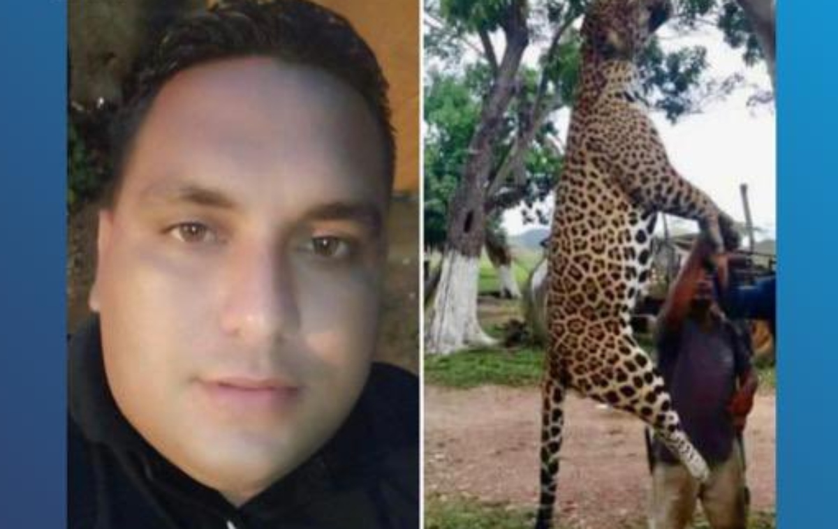 They will charge a subject who killed a jaguar "for pleasure" in Monagas