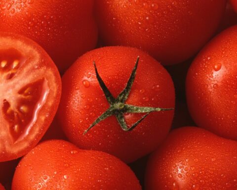 UK is facing a tomato shortage