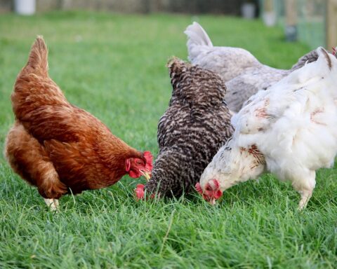 if something was missing