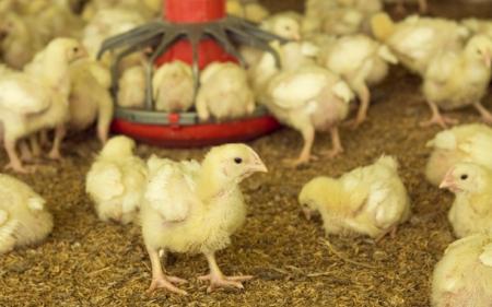 "Avian influenza has so far not had an impact on the commercial circuit"