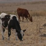 rural contributions