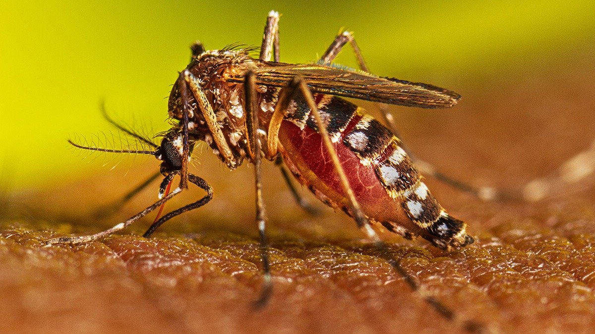 8-year-old girl dies of possible chikungunya