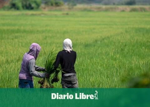 99% of the rice imported into DR-Cafta came from the US