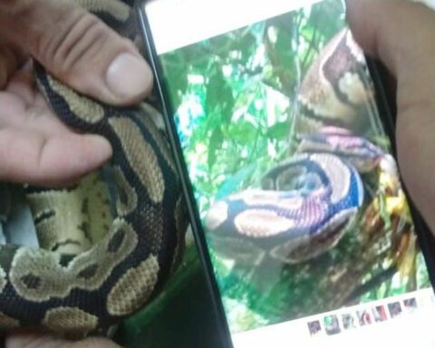 A python is removed from the Tijuca National Park in Rio