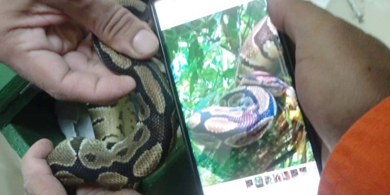 A python is removed from the Tijuca National Park in Rio