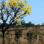 AGU establishes a group dedicated to the protection of biomes