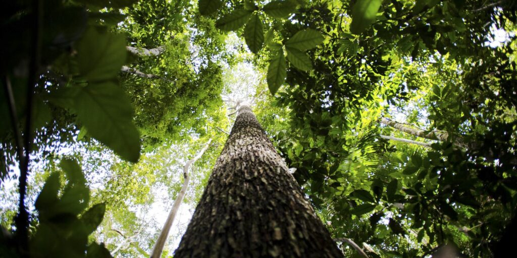 Action on Paulista calls for support for the approval of laws for the environment