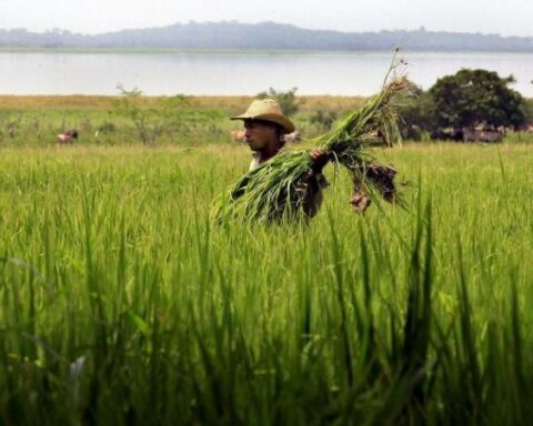 Agrarian reform: 147,634 hectares are viable to be purchased