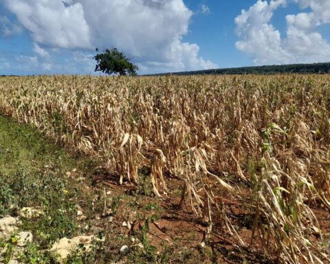 Producción agrícola ha sido afectada entre un 7% y 10% por la sequía