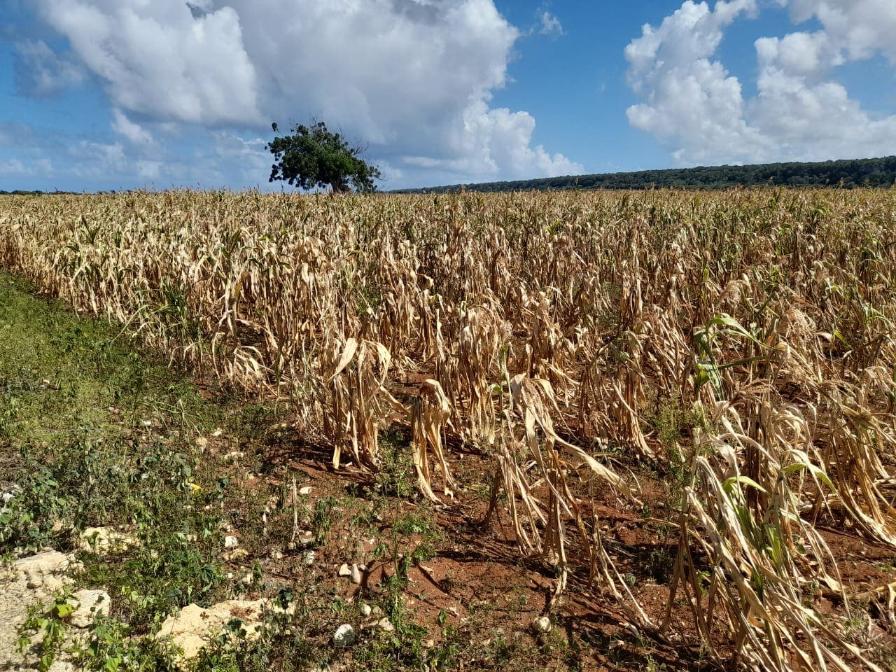 Producción agrícola ha sido afectada entre un 7% y 10% por la sequía