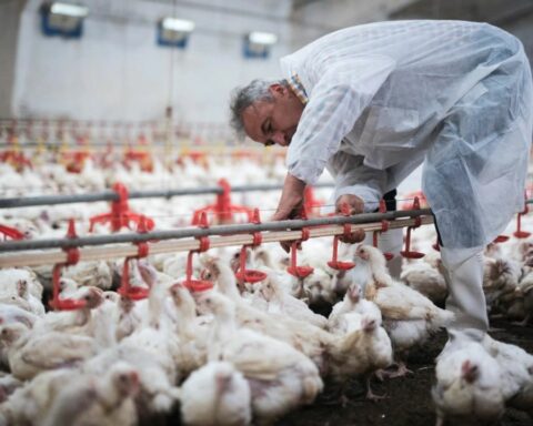 Agriculture, Health and SENASA join forces to combat bird flu