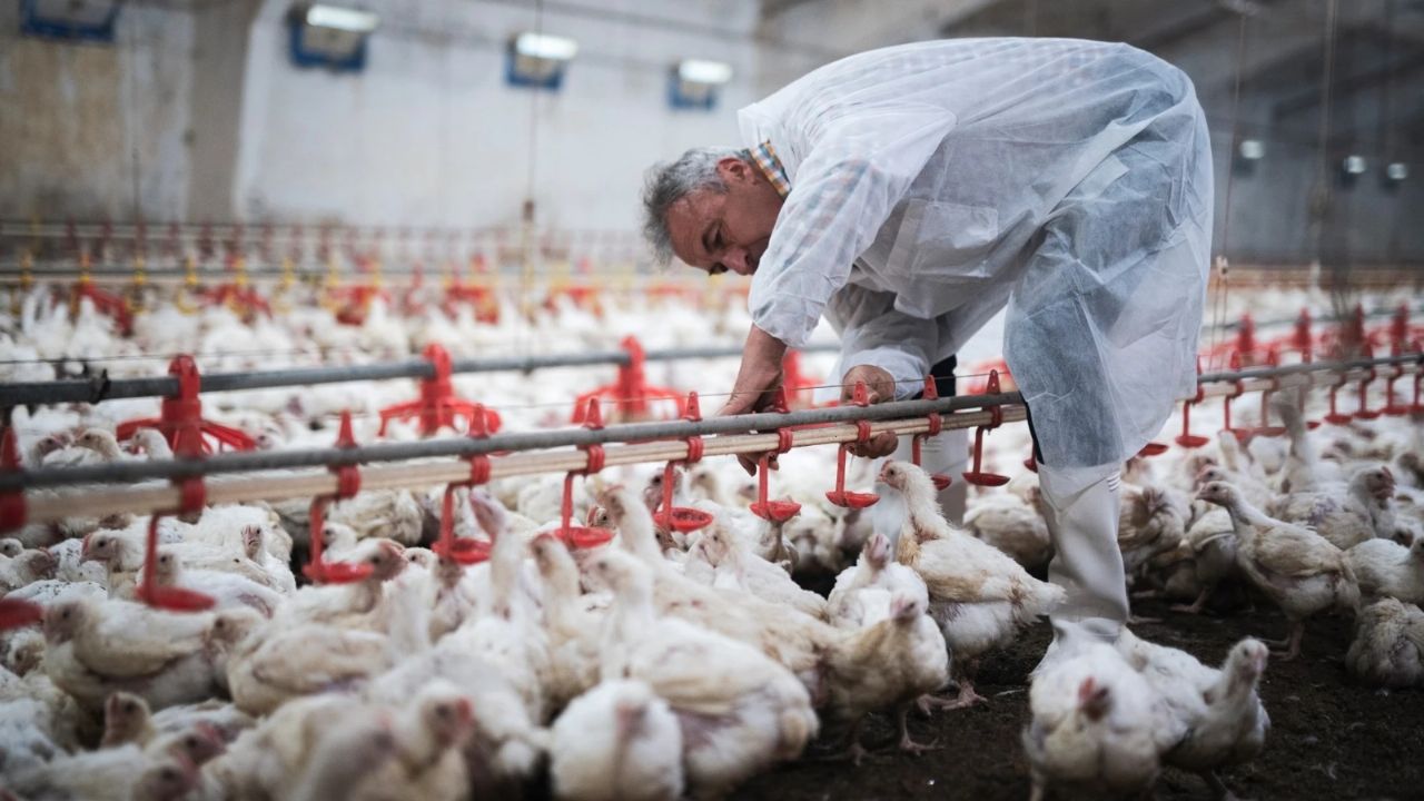 Agriculture, Health and SENASA join forces to combat bird flu