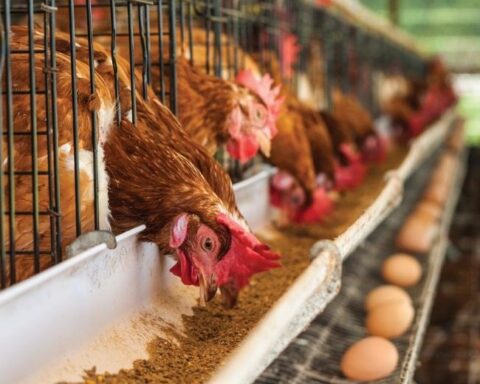 Argentina suspends exports of poultry products due to avian influenza