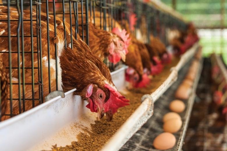 Argentina suspends exports of poultry products due to avian influenza