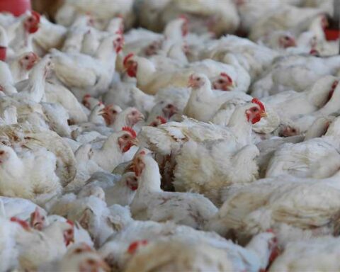 Avian flu spreads to the Potosí municipality of Cotagaita and two million vaccines have already been imported