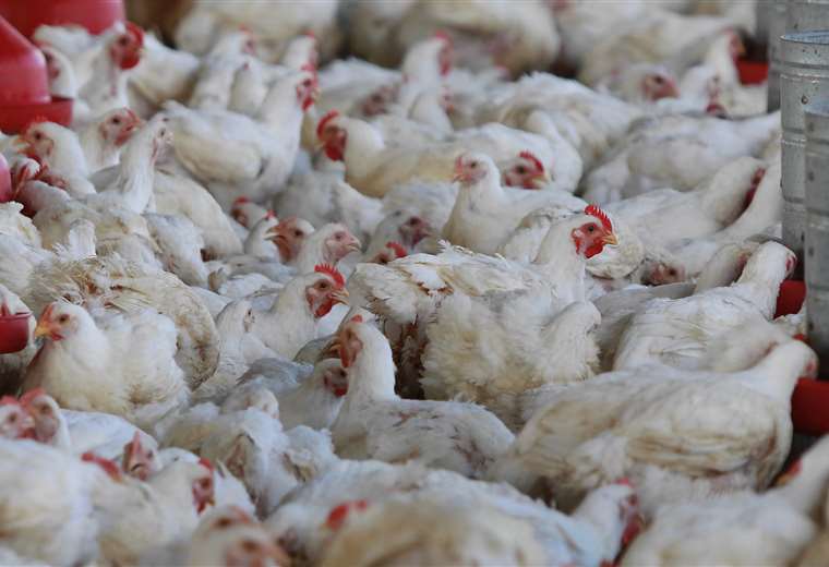 Avian flu spreads to the Potosí municipality of Cotagaita and two million vaccines have already been imported