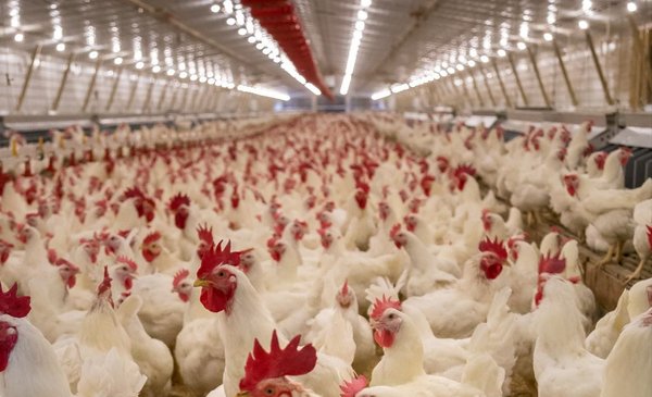 Avian influenza in broiler chickens in Argentina: a "very bad news" for Uruguay