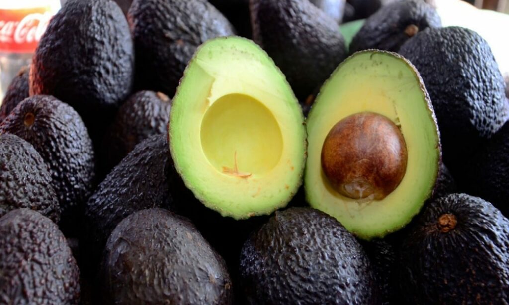 Avocado varieties in Colombia and their health benefits