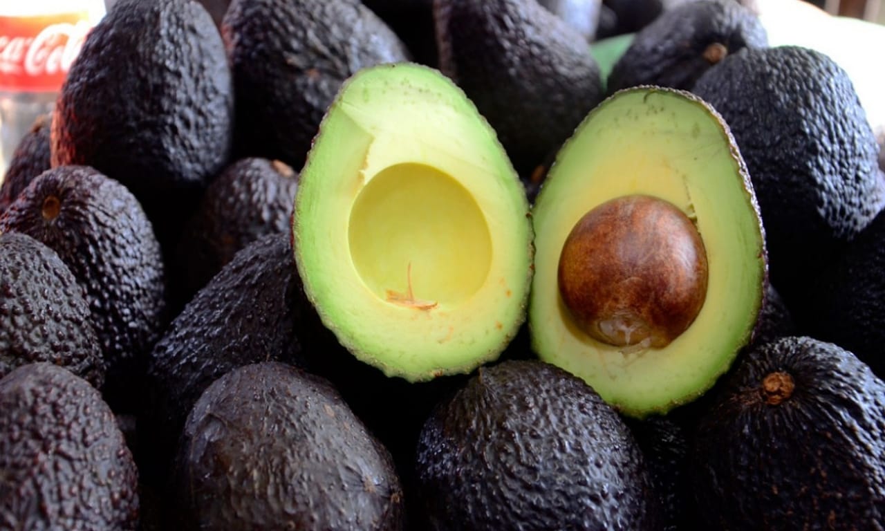 Avocado varieties in Colombia and their health benefits