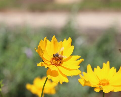 Bee biofactory is an alternative for income generation in the Amazon