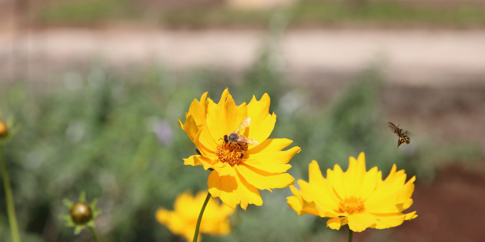 Bee biofactory is an alternative for income generation in the Amazon