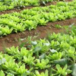 Brazil will have a national program for the production of healthy foods