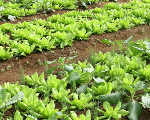 Brazil will have a national program for the production of healthy foods